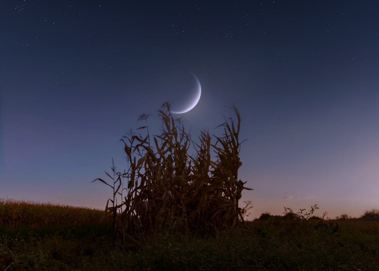 A new moon in the evening sky over a corn field. Atmospheric landscape with a large moon against a background of stars.