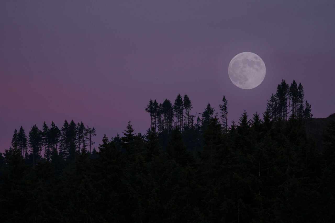 Pink Sky Moon Rise Over Oyster Bay, Washington State USA