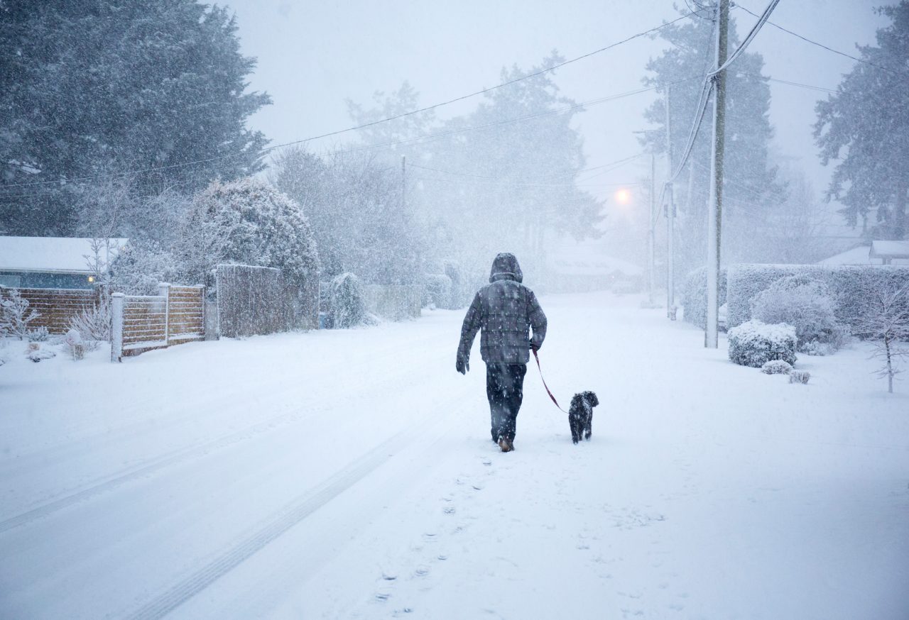 Canada Victoria BC man wlking his small dog in snow blizzard at dusk in Sidney village district.