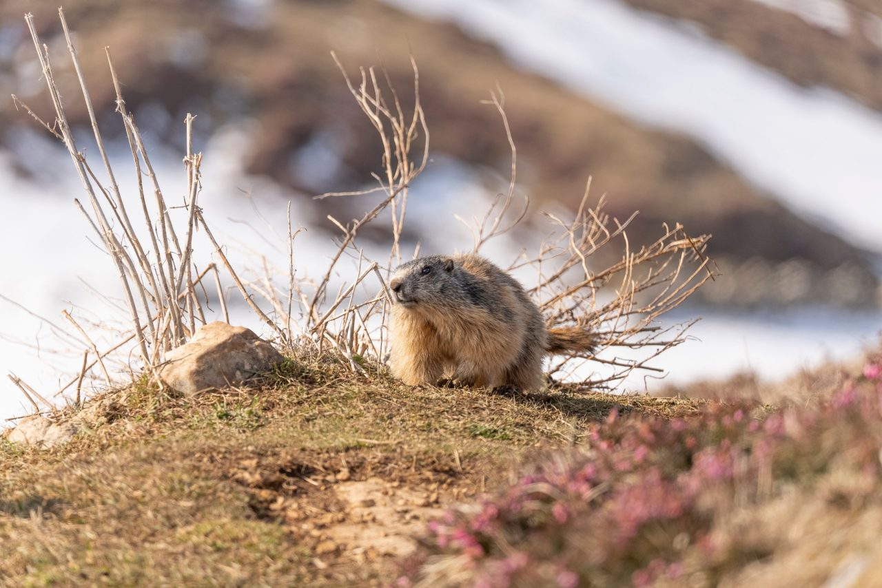 Closeup of an Alpine Marmot wondering for food after hibernation in a half snowy landscape