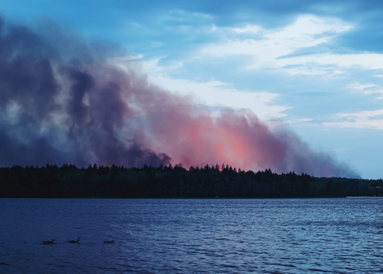Three geese in the foreground of a distant forest fire.