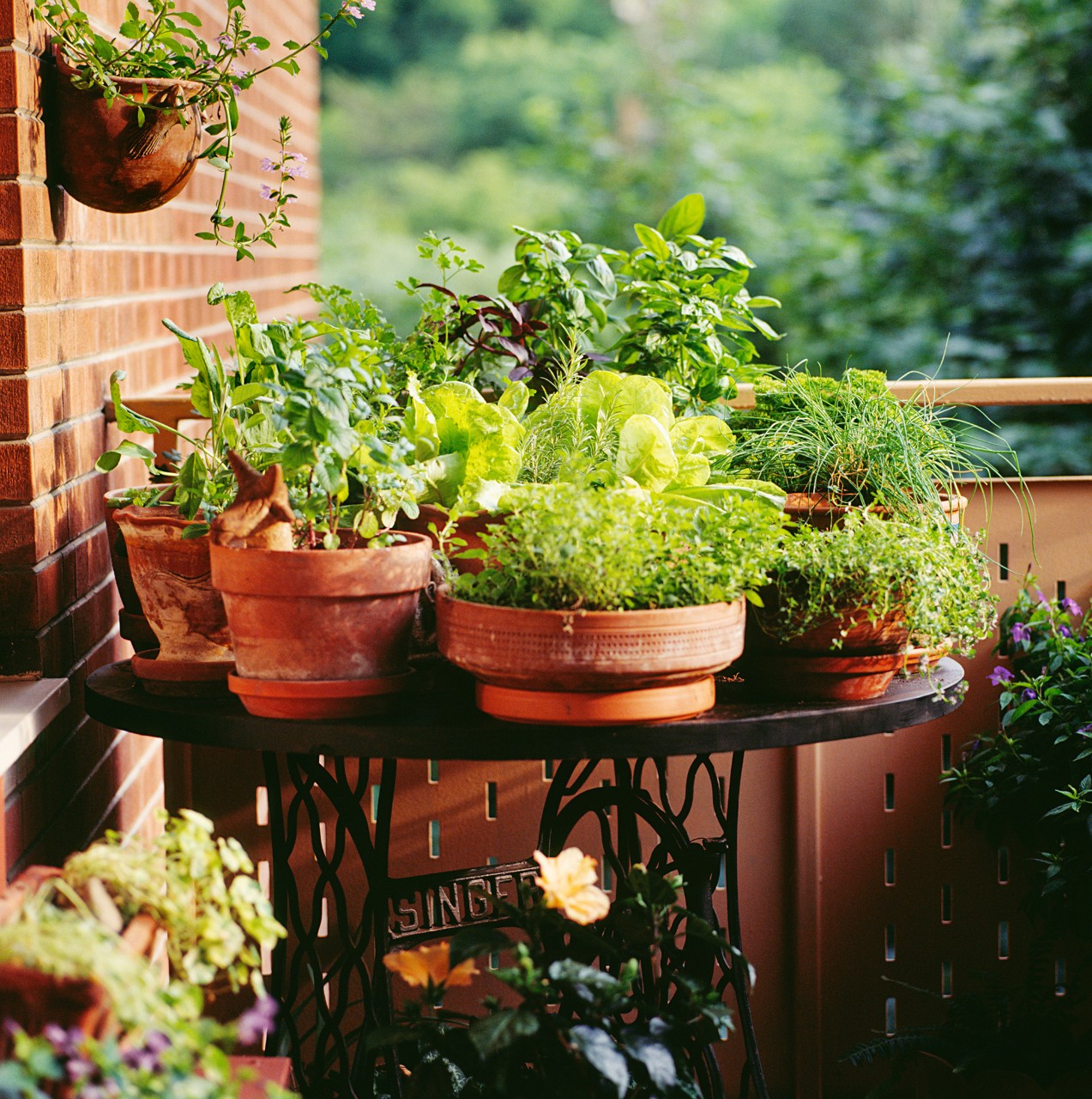 Plantes aromatiques : voici comment les cultiver chez soi dans des boites  de conserve