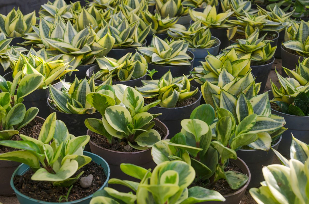 15 plantes qui n'ont pas besoin de lumière