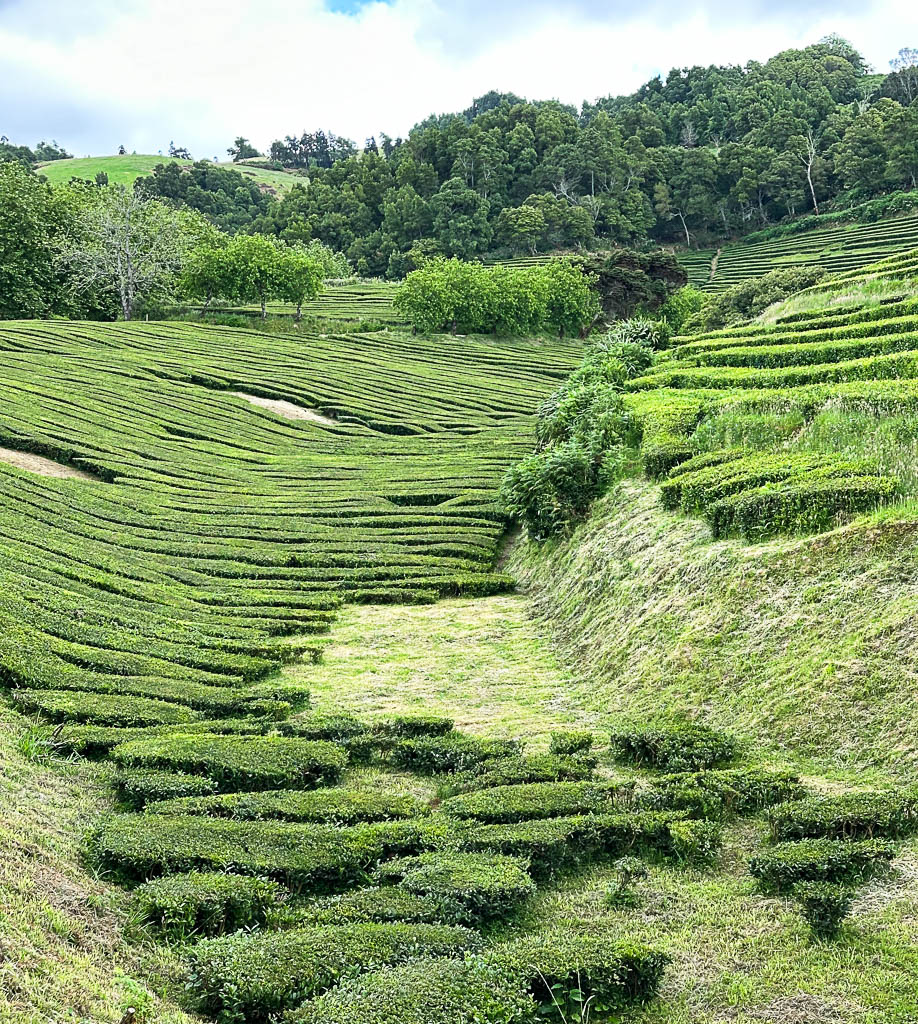 Plantation de thé Cha Gorreana